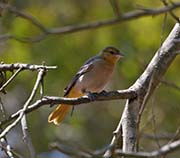 Picture/image of Bullock's Oriole