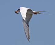 Picture/image of Forster's Tern