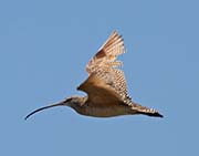 Picture/image of Long-billed Curlew