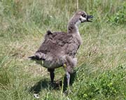 Picture/image of Canada Goose
