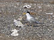 Picture/image of Least Tern