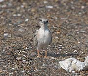 Picture/image of Least Tern