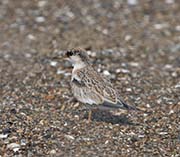 Picture/image of Least Tern