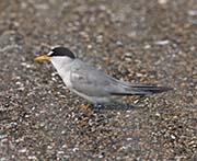 Picture/image of Least Tern