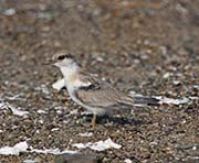 Picture/image of Least Tern