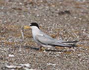 Picture/image of Least Tern