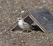 Picture/image of Least Tern