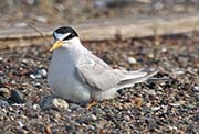 Picture/image of Least Tern