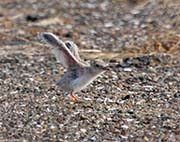 Picture/image of Least Tern