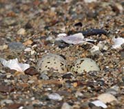 Picture/image of Least Tern