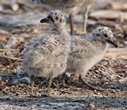 Picture/image of California Gull