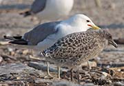 Picture/image of California Gull