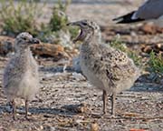 Picture/image of California Gull