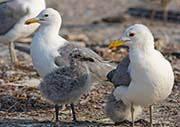 Picture/image of California Gull