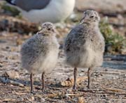 Picture/image of California Gull