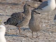 Picture/image of California Gull