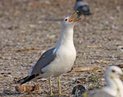 Picture/image of California Gull
