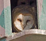 Picture/image of Barn Owl
