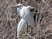 Picture/image of Snowy Egret