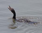 Picture/image of Double-crested Cormorant