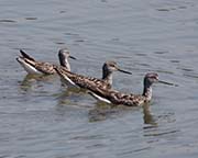 Picture/image of Greater Yellowlegs
