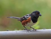 Picture/image of Spotted Towhee