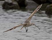 Picture/image of Long-billed Curlew