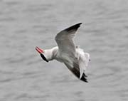 Picture/image of Caspian Tern