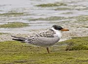 Picture/image of Caspian Tern