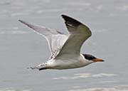 Picture/image of Caspian Tern