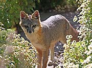 Picture/image of Just for Fun