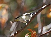 Bell's Vireo