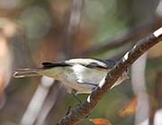 Picture/image of Bell's Vireo