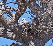 Picture/image of Great Horned Owl