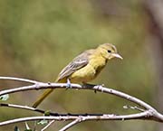 Picture/image of Hooded Oriole