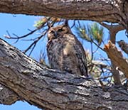 Picture/image of Great Horned Owl