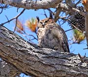 Picture/image of Great Horned Owl