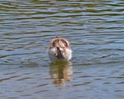 Picture/image of American Avocet
