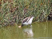 Picture/image of American Avocet