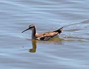 Picture/image of Wilson's Phalarope
