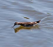 Picture/image of Wilson's Phalarope