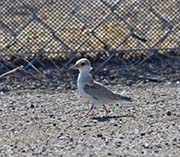 Picture/image of Least Tern