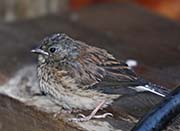 Picture/image of Dark-eyed Junco