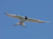 Picture/image of Forster's Tern