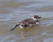 Picture/image of Common Murre