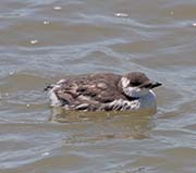 Picture/image of Common Murre