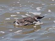 Picture/image of Common Murre