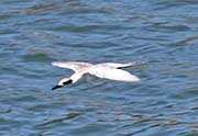 Picture/image of Forster's Tern