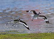 Picture/image of Willet
