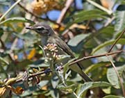 Picture/image of Bell's Vireo